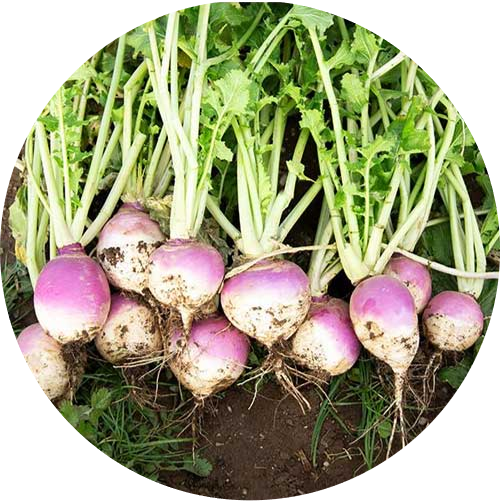 Turnip - Purple Top